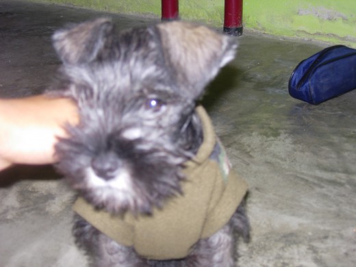 el perrito mas bonito del mundo aunque no estaba tranquilo no se dejaba tomar ni una sola foto pero consegui esta nomas el perrito mas bonito del mundo aunque no estaba tranquilo no se dejaba tomar ni una sola foto pero consegui esta nomas